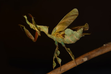 Mantis Defenf Position