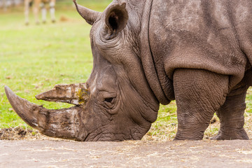 Obraz premium close up rhinoceros in the zoo