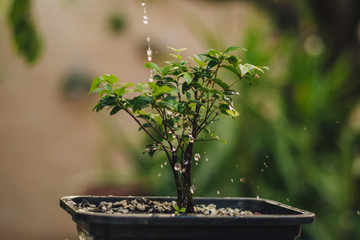 bonsai tree in a pot