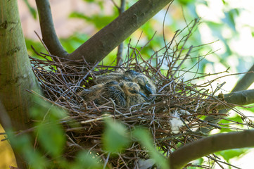 Zwei Taubenküken im Nest