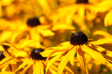 Rudbeckien als Makroaufnahme