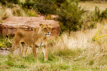 lioness in the safari park