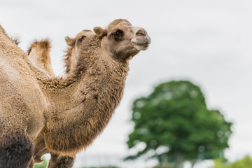 portrait of a camel