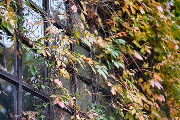 The plant of parthenocissus quinquefolia featuring vitaceae. The botanical family of parthenocissus quinquefolia is vitaceae. autumn plant grows on the window of a house