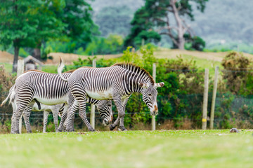 Fototapeta na wymiar herd of zebras in the safari zoo