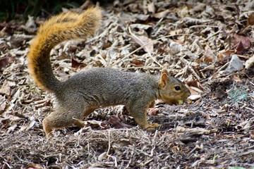 American red squirrel or Tamiasciurus hudsonicus digging, running, jumping with nut in its mouth. Scavaging and foraging getting ready for winter