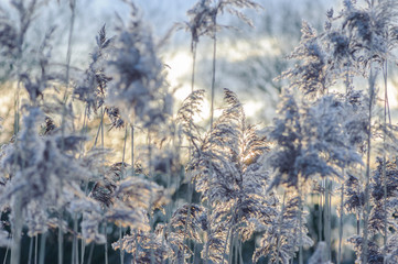 Miscanthus an einem Wintermorgen