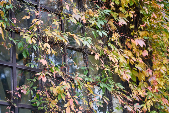 Beautiful virginia creeper Parthenocissus quinquefolia foliage in autumn. autumn plant grows on the window of a house
