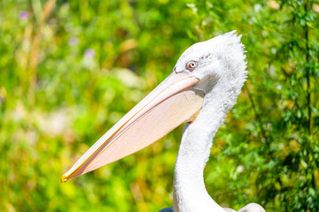 Close-up view of pelican with big pink beak