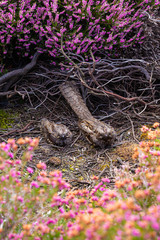 Nightjar family