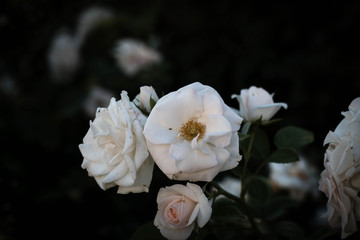Obraz na płótnie Canvas White rose photo taken in Spain.