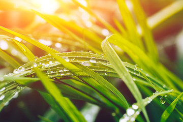 Green wet grass in sun rays, closeup