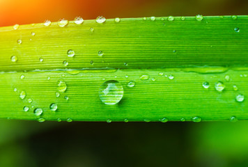 Green wet grass in sun rays, closeup