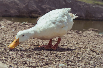 Pato comiendo