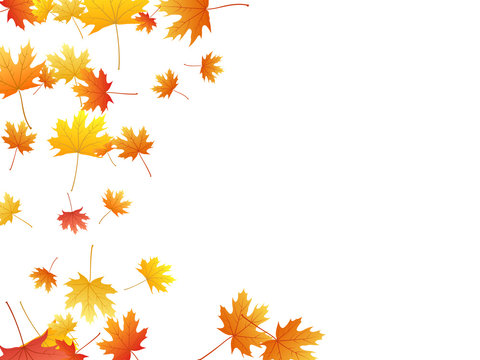 Maple leaves vector background, autumn foliage on white graphic design.