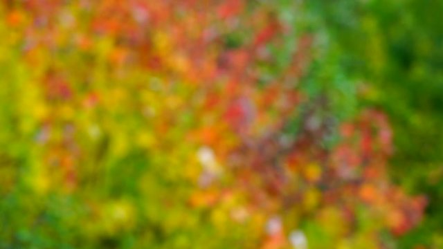 Autumn, MAPLE - ARCE, Spain, Europe