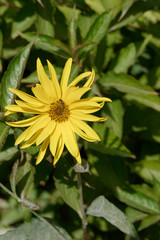 Hélianthus laetiflorus  appelé également tournesol dans le Pas-de-Calais - France