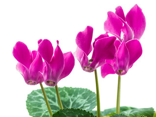 bush pink flower cyclamen isolated on white background