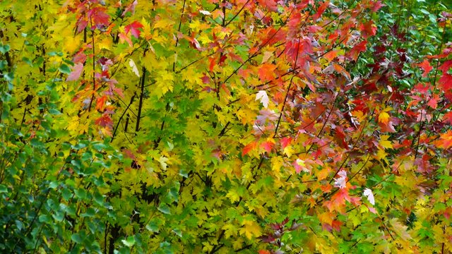 Autumn, MAPLE - ARCE, Spain, Europe