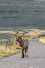 Bull elk walks along a road in Montana.