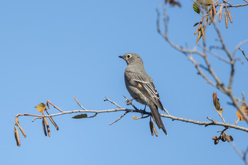 Northern Mockingbird perched on a branch in Montana.