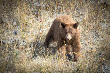 Brown bear walking down the hill.