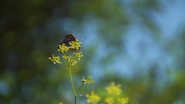 Single Fritillary Butterfly on Yellow Wildflower, flying away, static