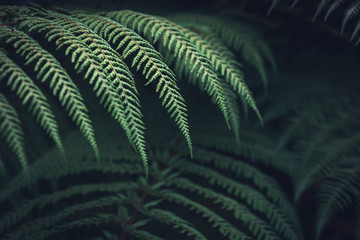 leaf of fern, green plant leaf nature background