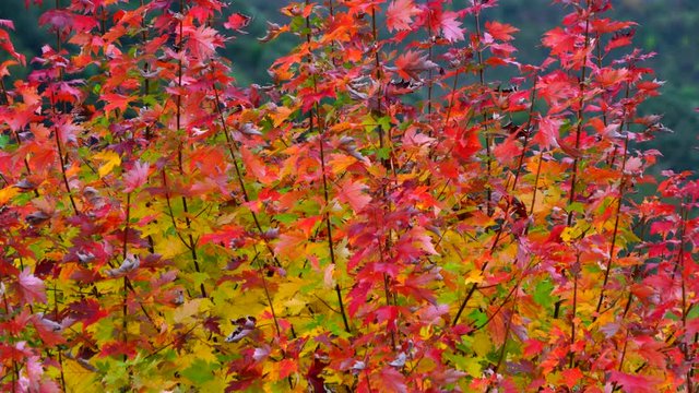 Autumn, MAPLE - ARCE, Spain, Europe