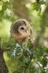 Nestling of tawny owl - Strix aluco sit on the branch, Czech republic