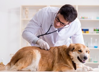 Doctor examining golden retriever dog in vet clinic