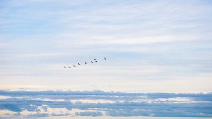 Flying birds in the sky