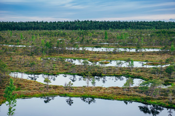 Water pond in the swamp Kemeri, Latvia.