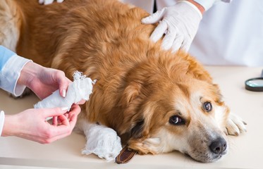 Doctor and assistant checking up golden retriever dog in vet cli