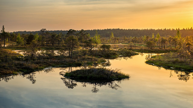 Water pond in the swamp during sunset in  Kemeri, Latvia.