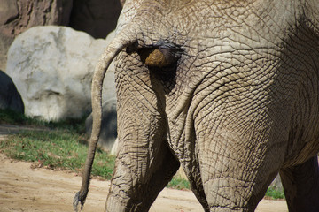 African elephant deification. LOXODONTA AFRICANA pooping on ground. Large balls of fiber in mid...