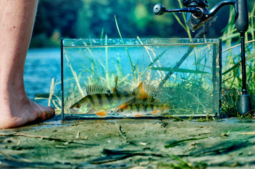 Aquarium with freshwater fish perch on the shore of the lake. Spinning fishing concept. Caught and released.