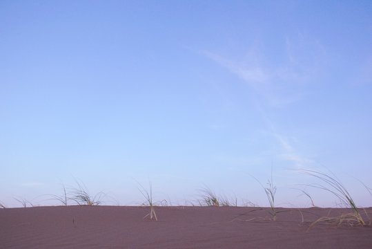 Pampas grass on a sand dune against the blue sky at dusk. - Powered by Adobe