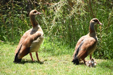 happy duck family mom dad and baby