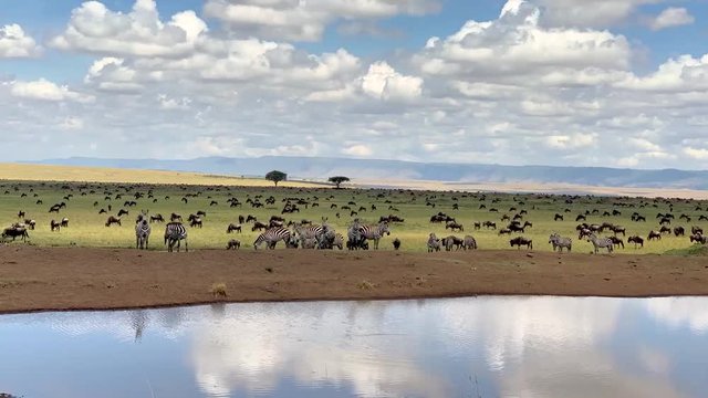Time lapse of herds of zebra and wildebeest drinking from a watering hole in a field in Kenya, Africa. 