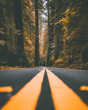 Middle Of The Road In The Redwoods