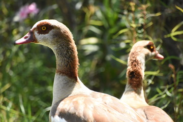 happy duck family mom dad and baby