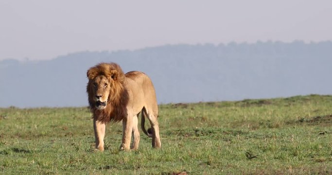 Large male African lion walking through Mara Triangle Conservancy open field with wind blowing through long mane