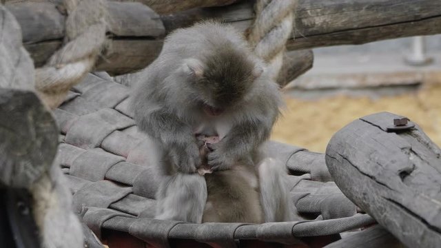 Japanese macaque snow monkey mom cares for a baby monkey.