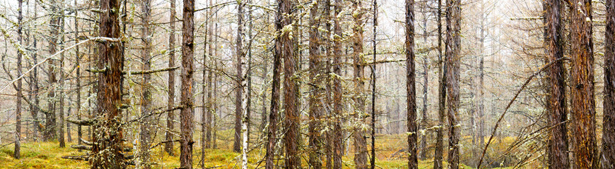 Obraz premium Panorama view of snowy scenery fall of the larch forest. A snowy forest scene, The first snow fall in the forest landscapes.