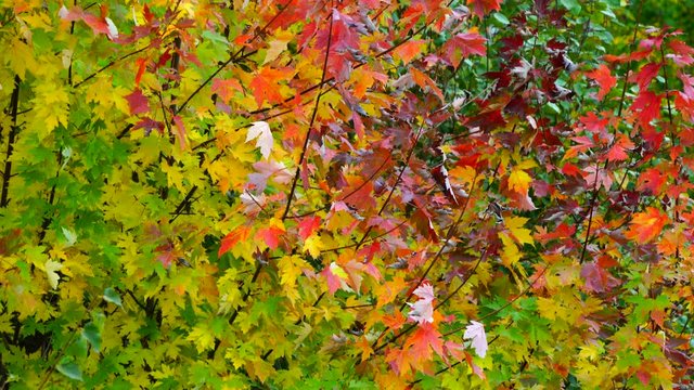 Autumn, MAPLE - ARCE, Spain, Europe
