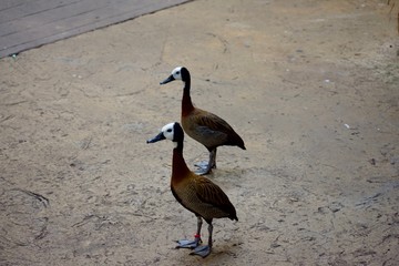 WHITE-FACED WHISTLING DUCK or DENDROCYGNA VIDUATA up close face shot. Bird against bushes in the background.