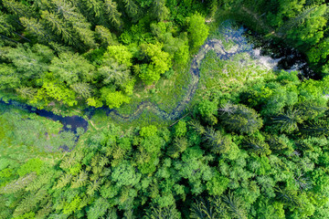 Summer landscape, green forest from above.