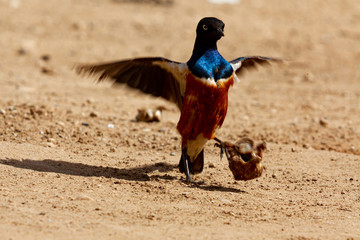 Vogel in Bewegung