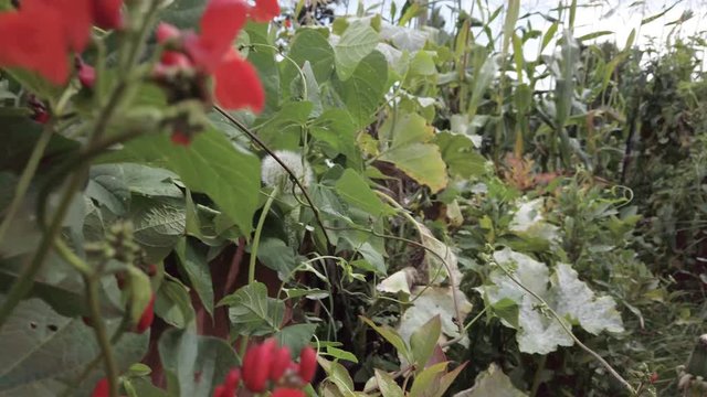 Community Garden, local sustainable vegetables, fruit and flowers, slow motion - Powered by Adobe